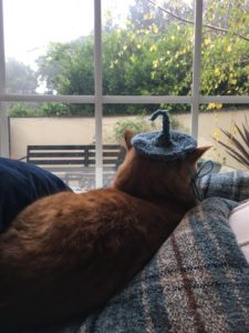 Cat with Gandalf Hat